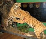 One of the Distinguishing Features of the Safari Club was its "Menagerie..."