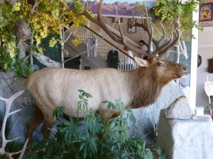 The Bull in Bull Ridge..!