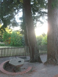 Old - growth timber is improved over a brewski