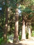 Old-growth timber in Laurelhurst Park