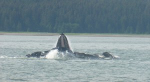 The Bubble Net climax...