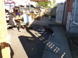 Expansive and Dog-friendly Patio