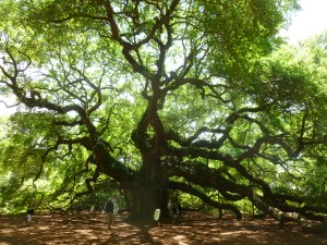 The famous Angel Tree outside Charleston