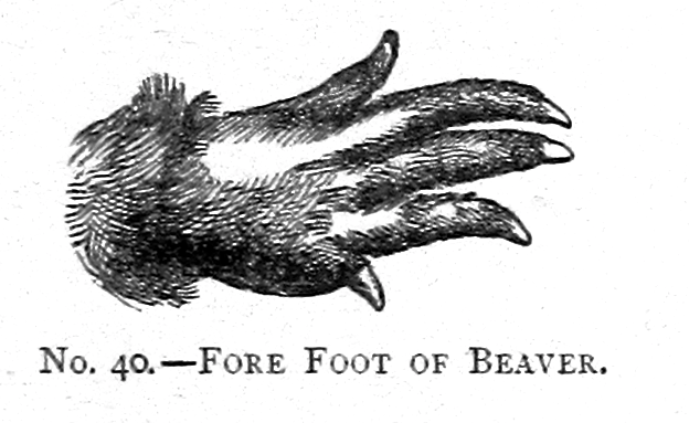 Picture_Natural_History_-_No_40_41_42_-_Beaver_feet_and_tail ...