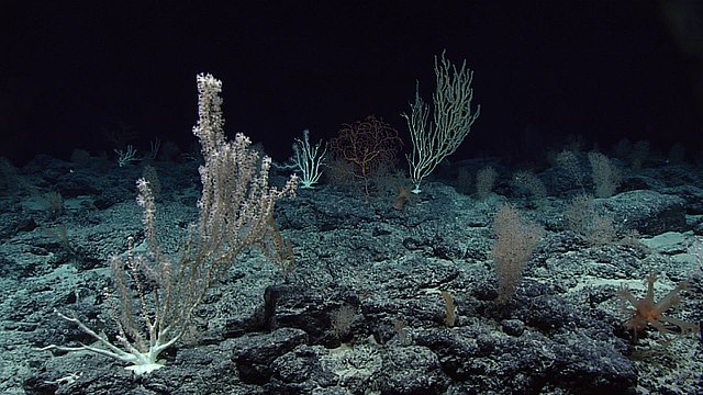640px-Deep_sea_corals,_Wagner_Seamount