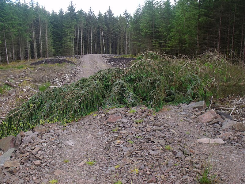 Fallen_tree_blocking_forest_road_on_Main_Rig_near_Mollin_-_geograph.org.uk_-_4058392